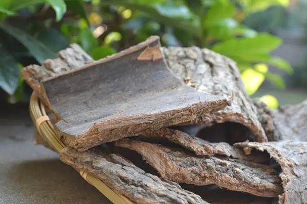 杜仲在鹵水中的作用