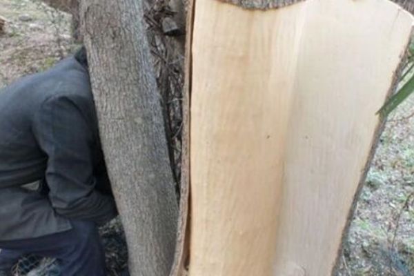 杜仲在鹵水作用