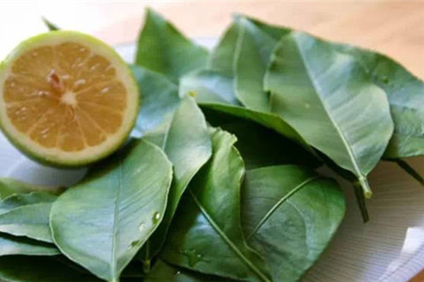 東南亞香料檸檬葉