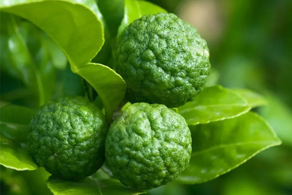 東南亞香料皺皮檸檬